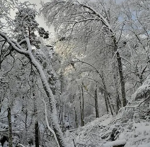 Sognevegen 2242 * Haugsvaer